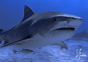 As the morning sun broke the horizon we were diving, and ... by Steven Anderson 